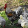 Coq de peche Photo Gérard  Roumilhac