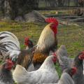 Poule limousine photo G.Roumilhac