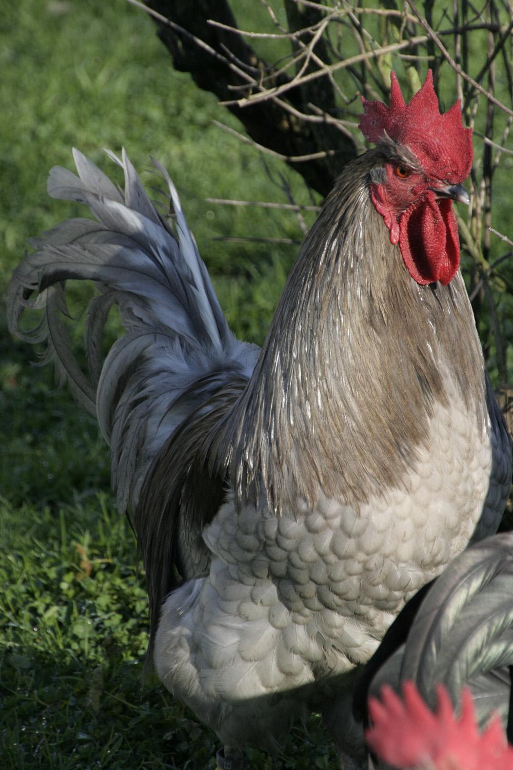 Coq Limousin